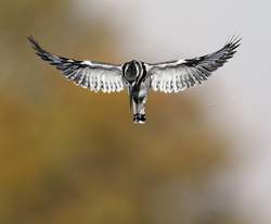 Feathered Friends portfolio