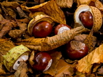 Autumn portfolio