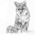 Wildlife portfolio