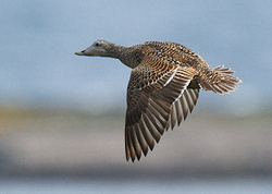 Eider portfolio
