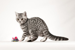 Tufton British Shorthairs portfolio