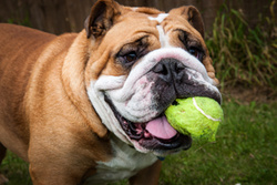 Angel and Will, British Bulldogs portfolio