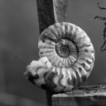 Scunthorpe Fossils portfolio