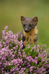 Pine Marten portfolio