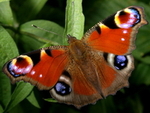 Butterflies & Moths portfolio