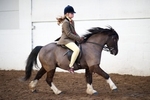 LINKS TO - Equestrian Events Feb '12 portfolio