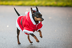 Dog Friendly Aberdeen Group Walk portfolio