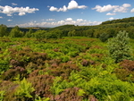 Wharncliffe Heath portfolio