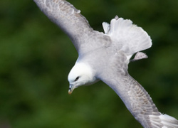 Fulmar portfolio