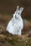 Mountain Hare portfolio