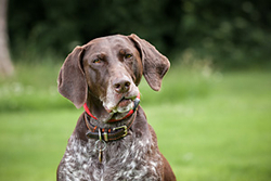 Jana and Freya, German Pointers portfolio