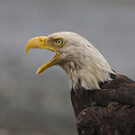 Central & North American Birds portfolio