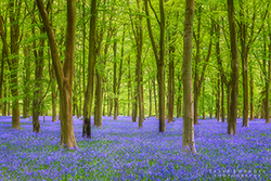 Landscape portfolio