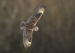 Short-eared Owl portfolio