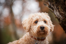 Jimmy the Westiepoo, Aberdeenshire. portfolio