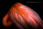 THE NATURAL WORLD portfolio