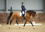 LINK TO - NorthcoteEC Sunday19thMay'13 SummerPtsDressage portfolio