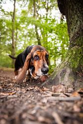 Ella the Basset Hound portfolio