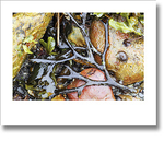 Seashore portfolio