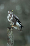 Common Buzzard portfolio
