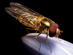 Flies portfolio
