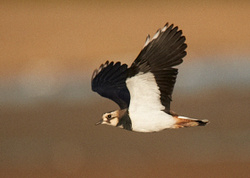 Lapwing portfolio
