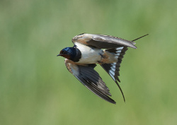 Swallow portfolio