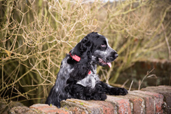 Oscar the Spaniel's Photographs portfolio