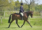 LINKS TO - Equestrian Events May '11 portfolio
