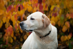 Rosie the Yellow Labrador. portfolio