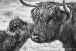 Highland Cows portfolio