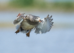 Gadwall portfolio