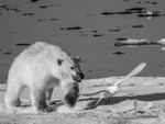 Trip with MS Expedition August 2016
