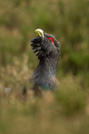 Capercaillie portfolio
