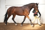 LINK_TO - BartonEC Sat24thMarch'12 WinterRC InHand&Ridden Championships portfolio