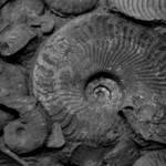 Fossils For Sale portfolio