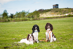 Working Cocker Spaniels portfolio