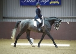 LINK_TO - NorthcoteStud Sun17thNov'13 Unaff.Dressage portfolio