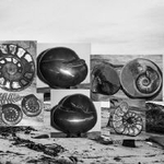 Polished Fossil Gifts portfolio