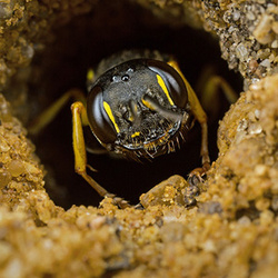 Mellinus arvensis