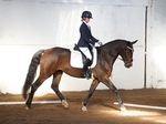 LINK_TO - BartonEC Dressage Sat1stNov'14 portfolio