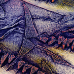 Collagraphs portfolio