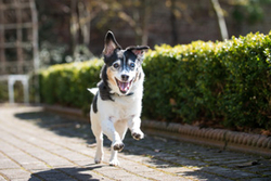 Toby the Jack Russell. portfolio