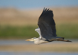 Grey Heron portfolio