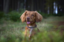Ripley at Garlogie portfolio