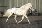 LINKS TO - Equestrian Events April '11 portfolio