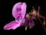 Invasive Plants portfolio