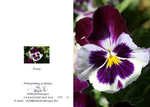 THE 4 SEASONS CARD COLLECTION portfolio
