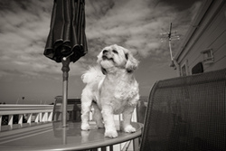 Pippa the Shiran from South Shields portfolio