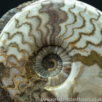 Scunthorpe Fossils portfolio